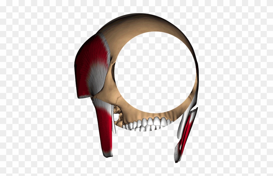 Skull - Portable Network Graphics Clipart