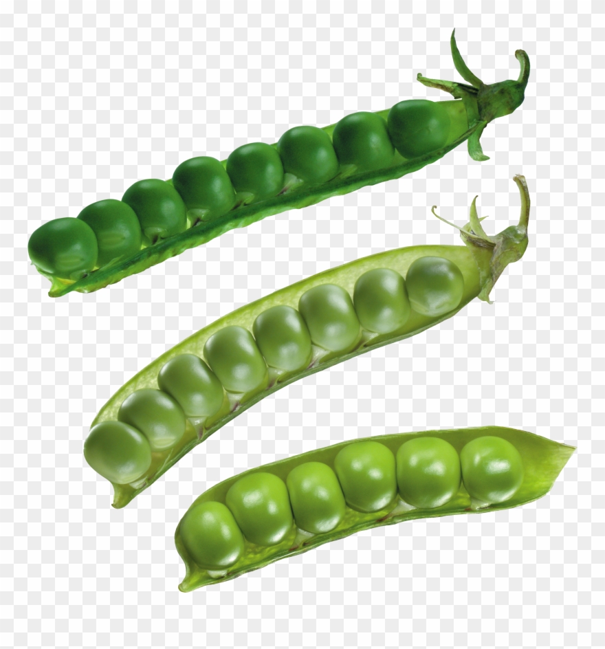 Pea Png Clipart