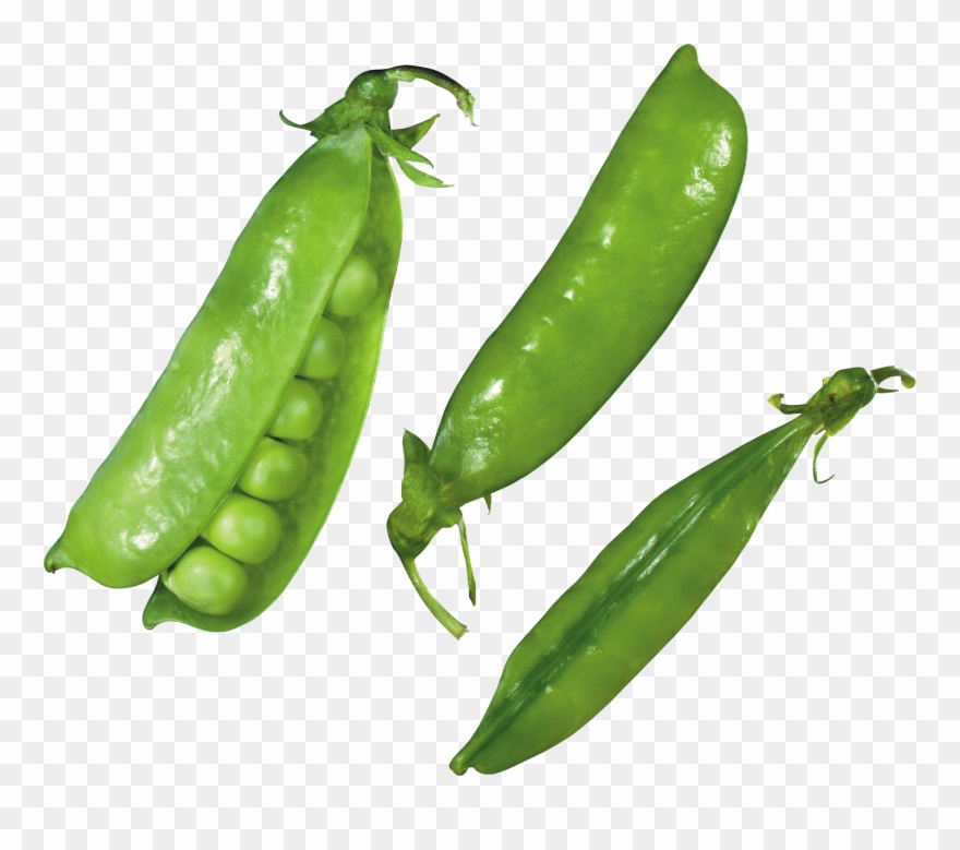 Pea Png - Green Pea Clipart