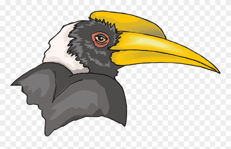 Picture Transparent Head Bird Hornbill Png Image Picpng - Hornbill Clipart