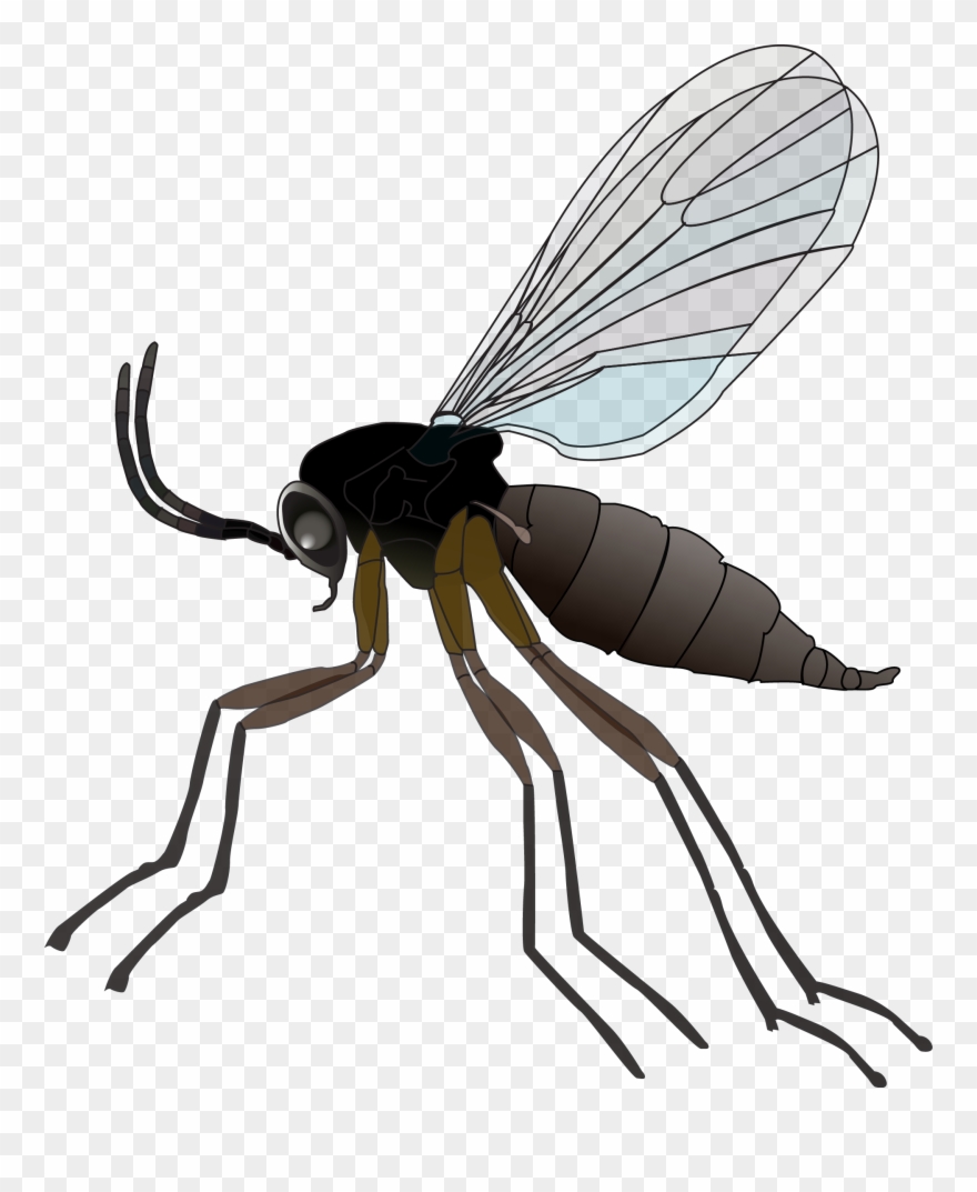 Protecting Indoor Plants From Fungus Gnats With All - Fungus Gnats Png Clipart