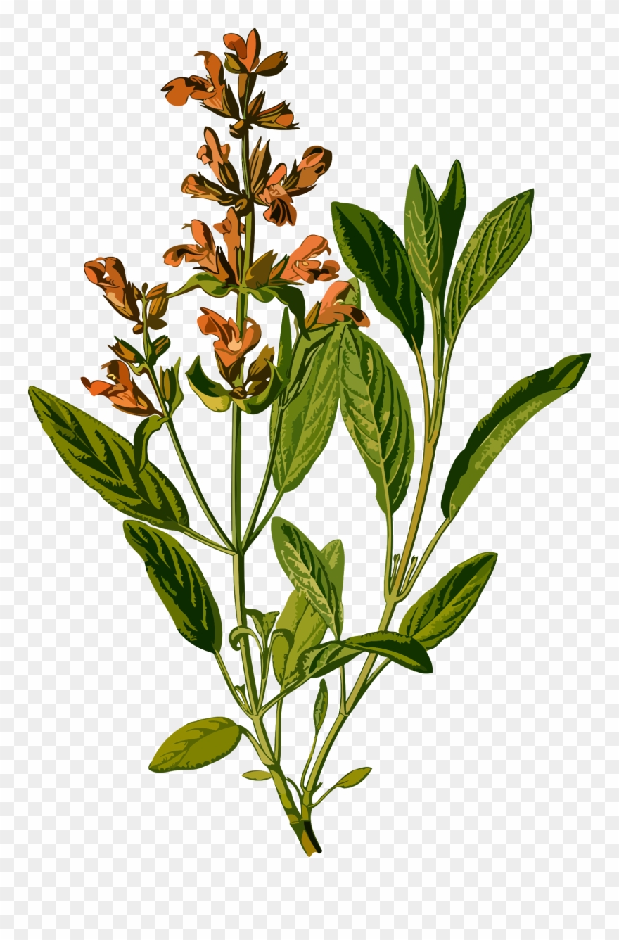 Low Resolution Icons Png Free And Downloads - Scientific Drawing Of Plants Clipart