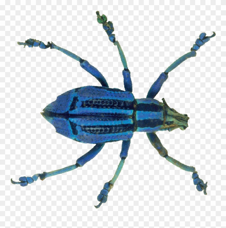 Transparent Background Bugs Gif Clipart