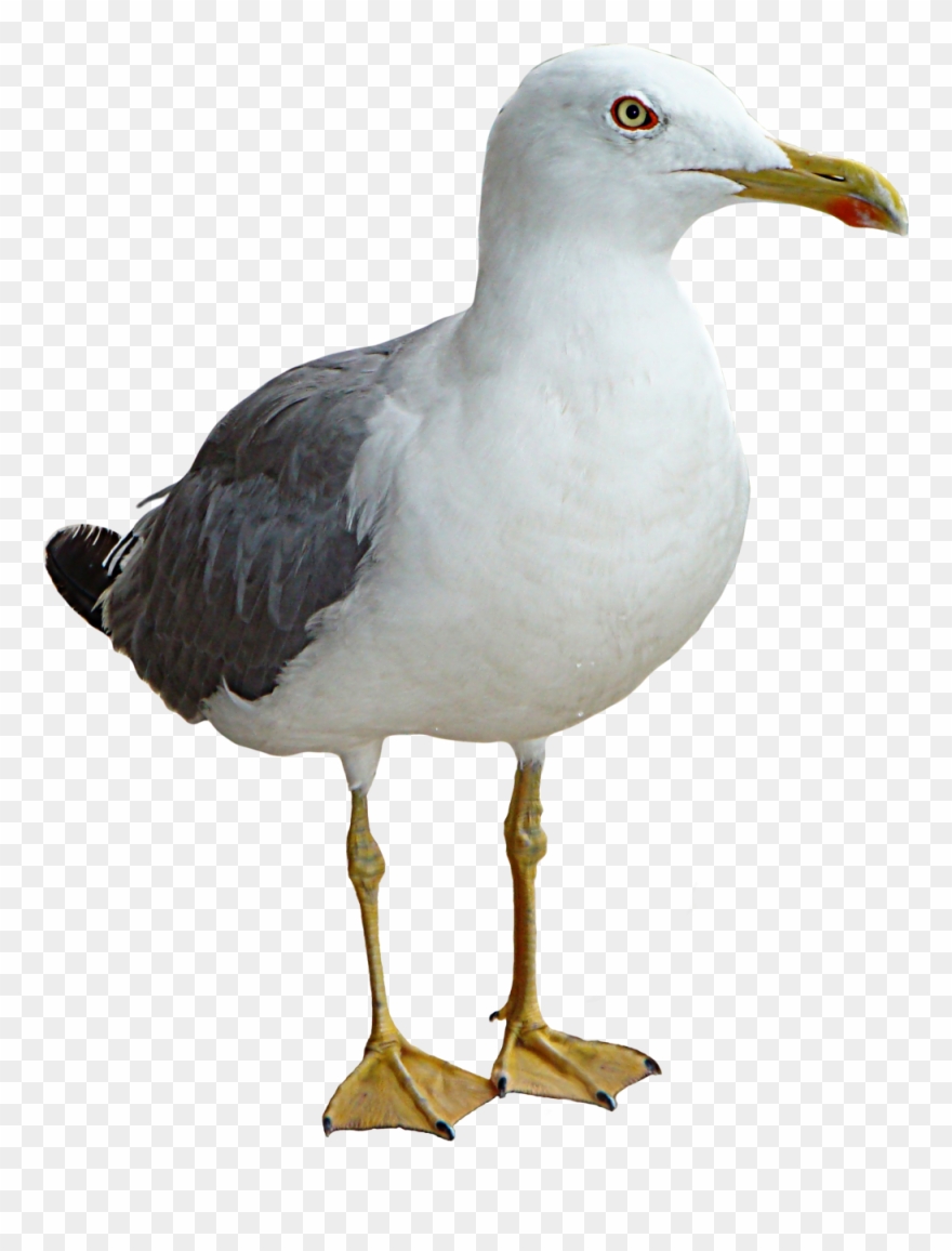 seagull bird thinking png transparent image seagull png clipart 2164806 pinclipart seagull bird thinking png transparent