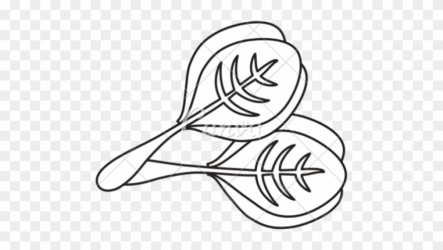 Drawn Vegetable Spinach - Spinach Clipart