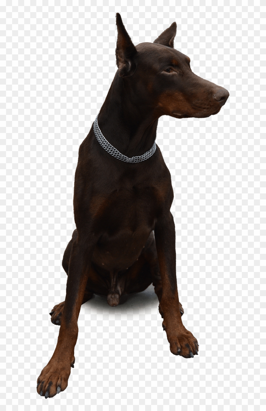 Doberman Sitting Clipart