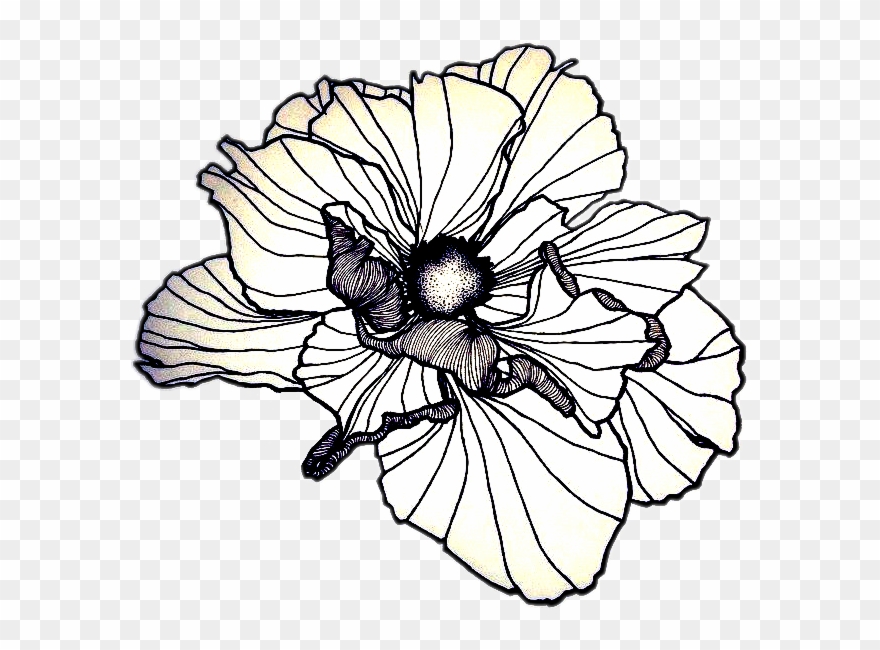 Petal Drawing Poppy - Poppy Flower Drawing Line Clipart