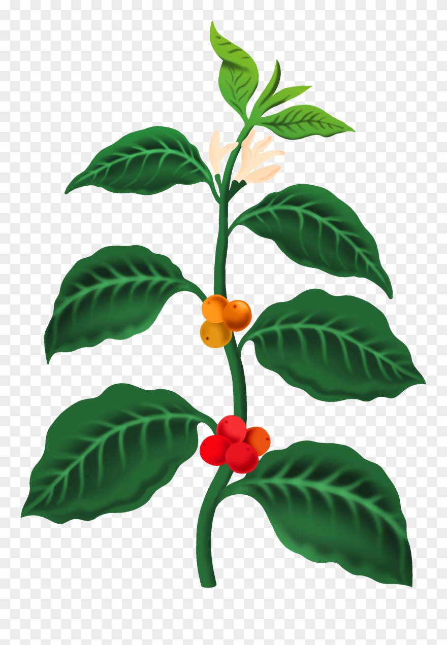Laguna-tree - San Cristóbal De La Laguna Clipart