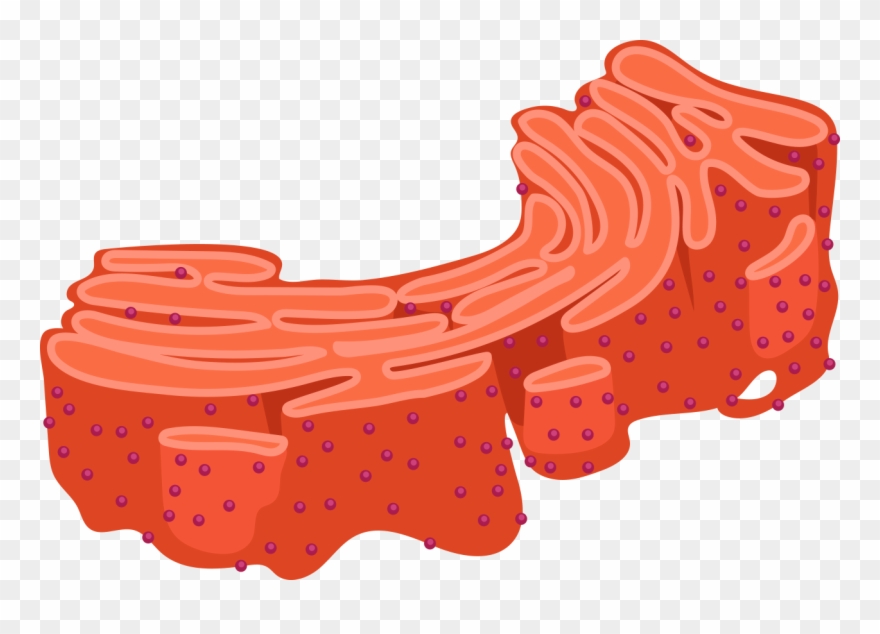 Biology Clipart