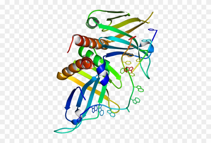 Hereby Shown Is The Structure Of Mrp1/mrp2 - Illustration Clipart