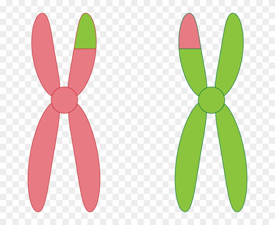 Next, Take Each Broken End And Join It Onto The Chromosome Clipart