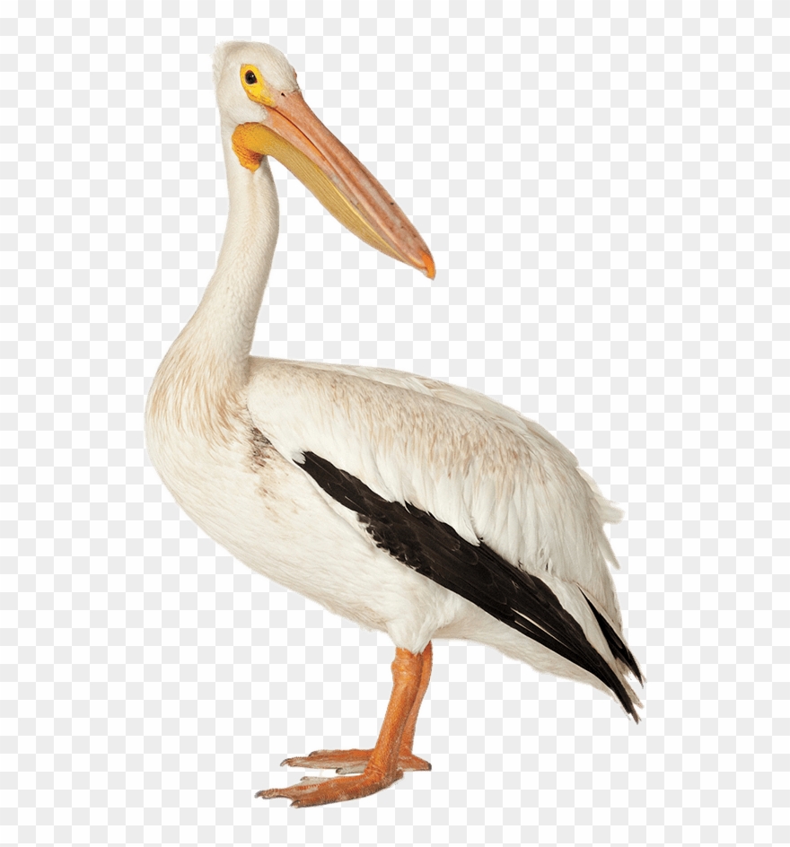Brown Pelican - Pelicanos Png Clipart