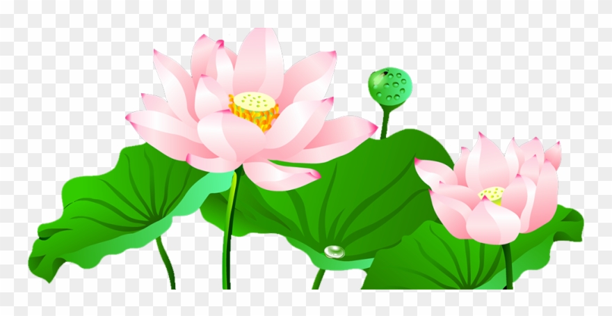 Pond Vector Lotus - Sacred Lotus Clipart