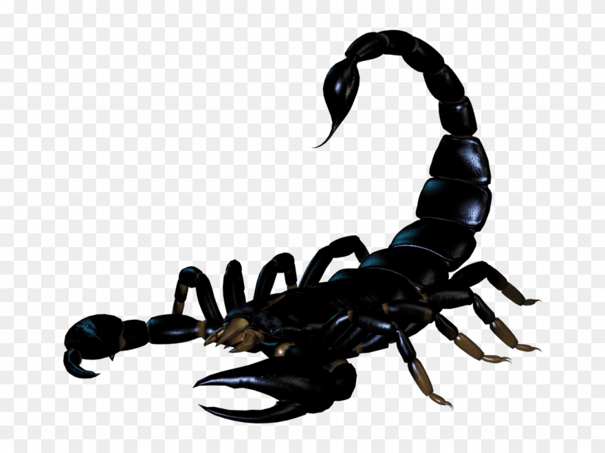 Scorpio Clipart Desert Creature - Imagenes Con Formato Bmp - Png Download