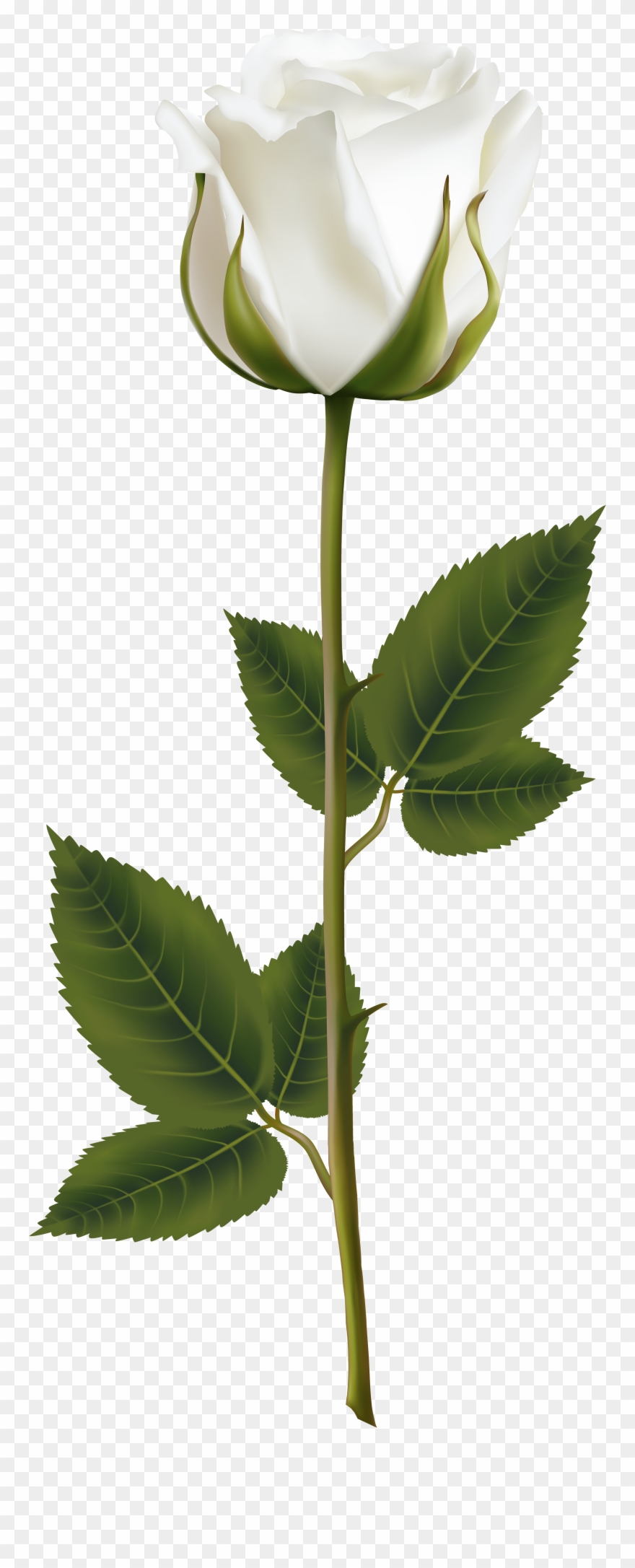 White Rose With Stem Png Transparent Clip Art Image - White Rose With Stem