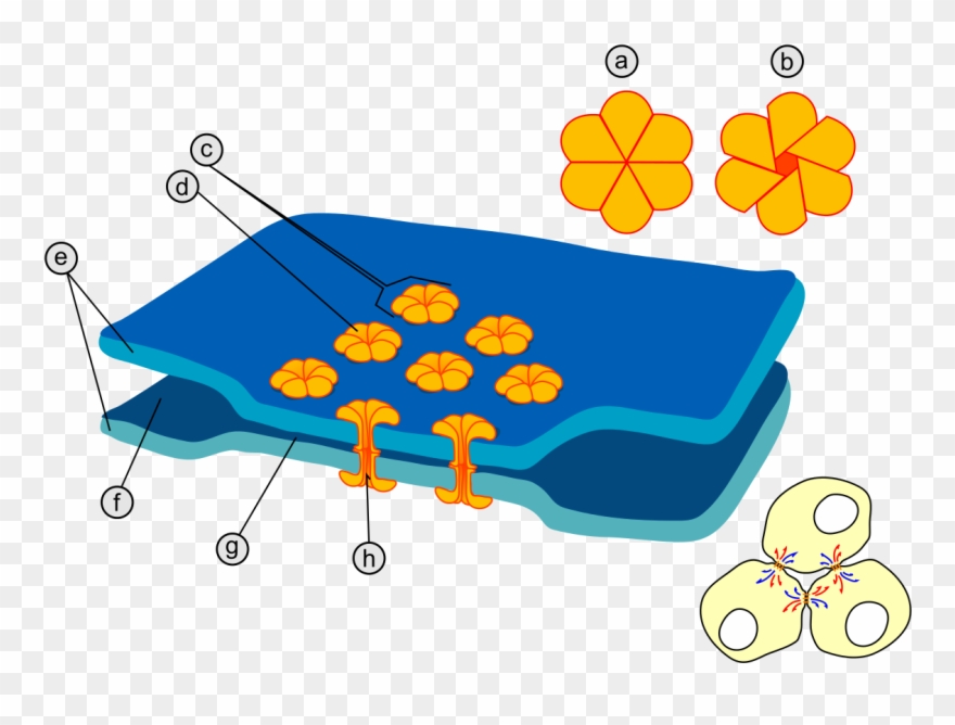 Gap Cell Junction Keys - Gap Union Cell Clipart