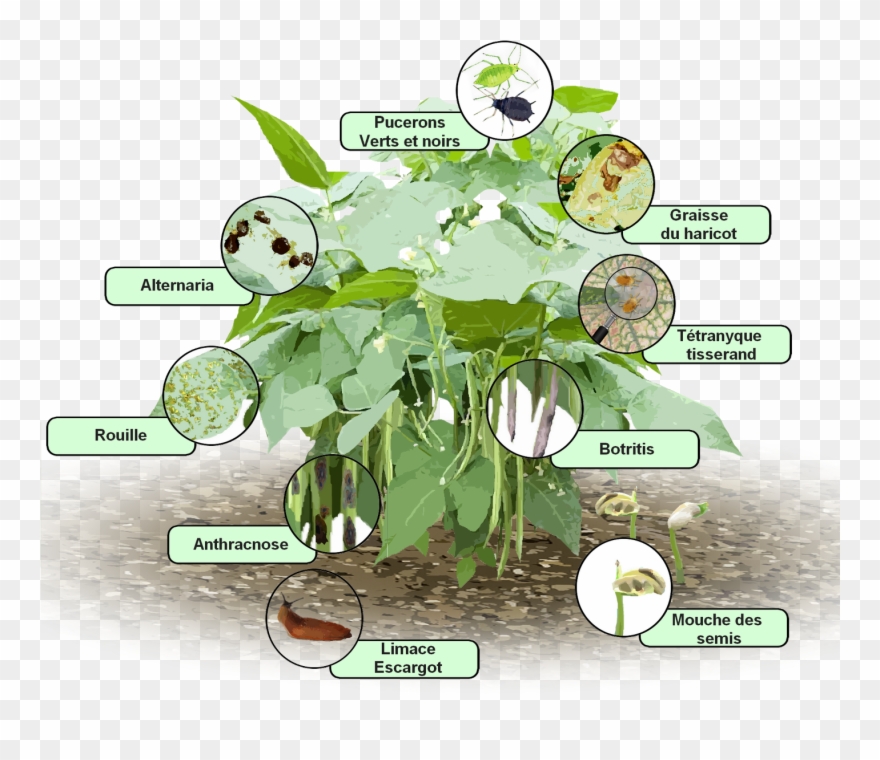 Parasites Et Maladies Des Haricots - Sicklepod Clipart