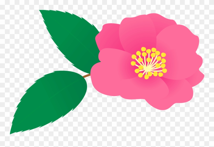 402 山茶花／サザ - - Camellia Sasanqua Clipart