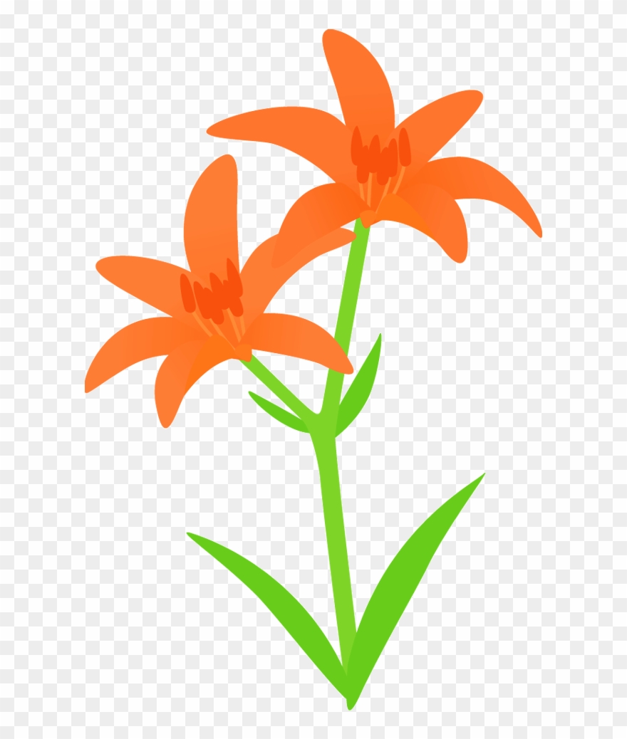 457 姫百合／ヒメ - - ヒメユリ 花 イラスト Clipart