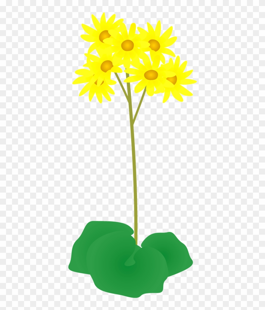431 石蕗／ツワブ - - Sunflower Clipart