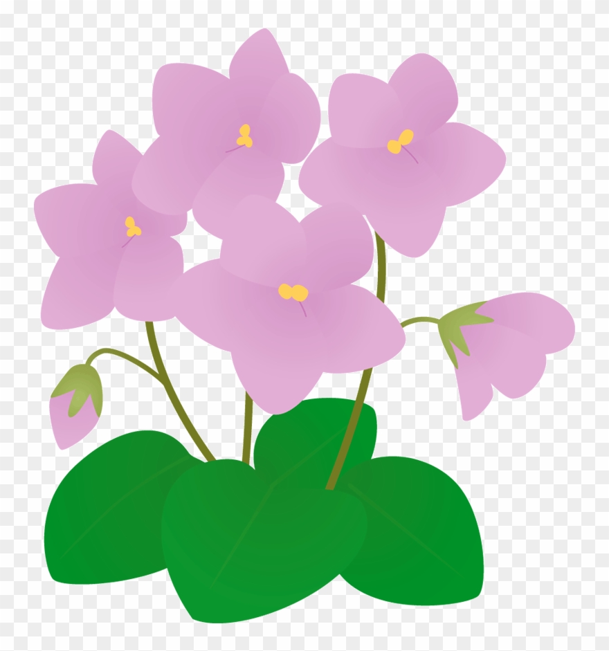 531 セントポーリ - - 冬 の 花 イラスト Clipart