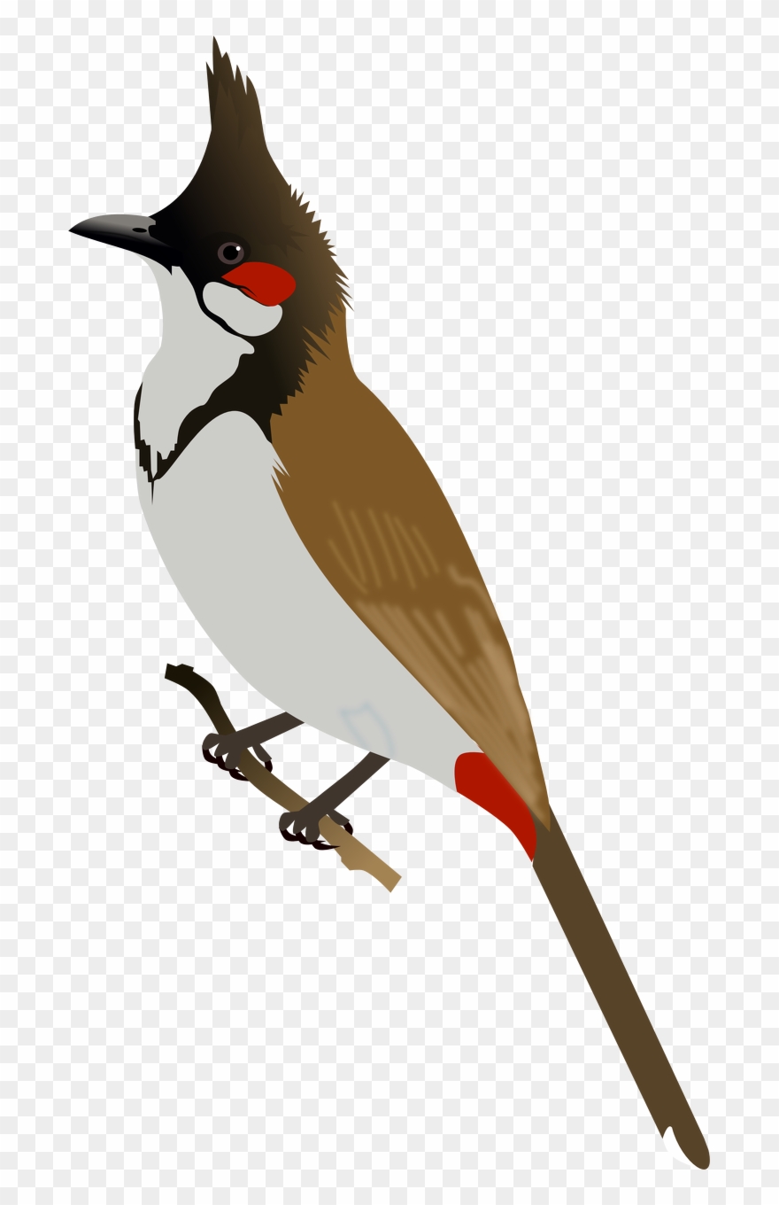 Red Headed Finch Clipart Bulbul - Bulbul Png Transparent Png