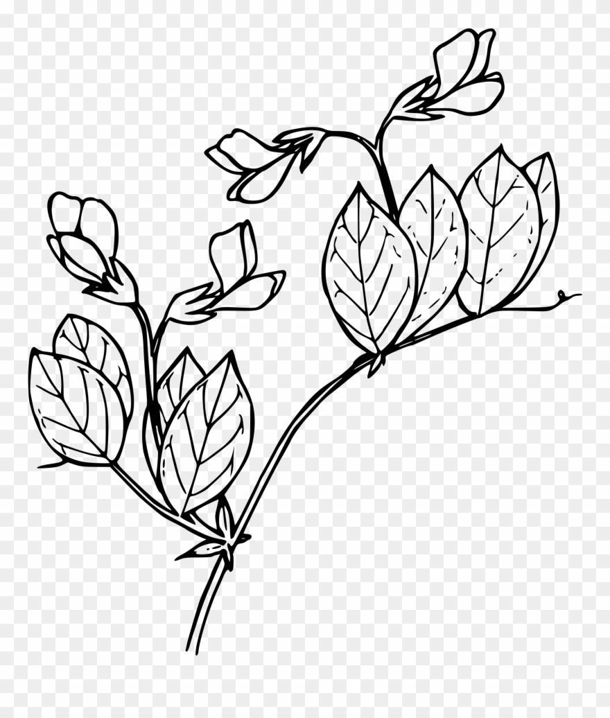 Vector Black And White Download Sierran Pea Big Image - Clip Art - Png Download