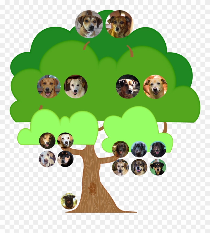 All Of The Dogs Consistently Receive The Necessary - Cartoon Clipart