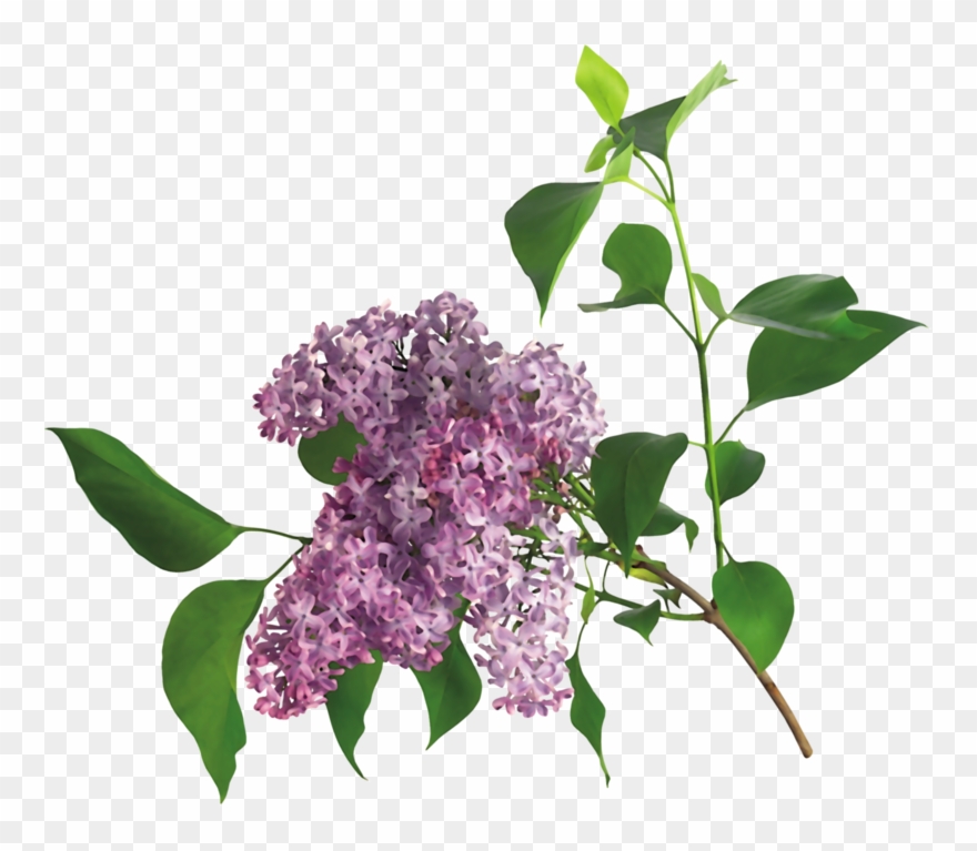 Lilacs, Lilac, Syringa Vulgaris - Animowane Gify Kwiaty Wiosenne Clipart
