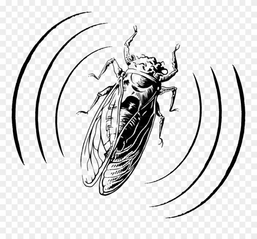 Cicada Audio Logo Design, Clipart