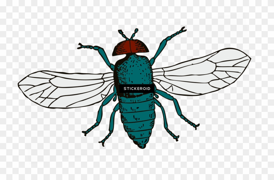 Fly Clipart