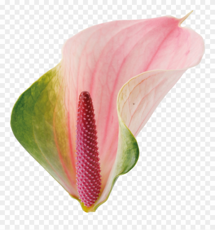 Anthuriums - Anthurium Png Clipart