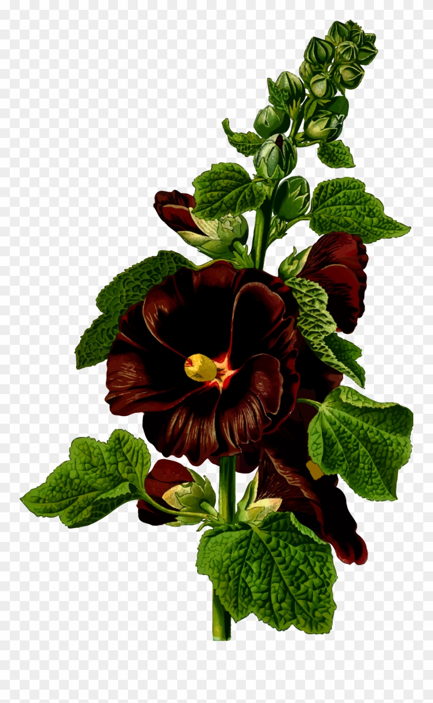 Big Image - Althaea Rosea Flower Extract Clipart