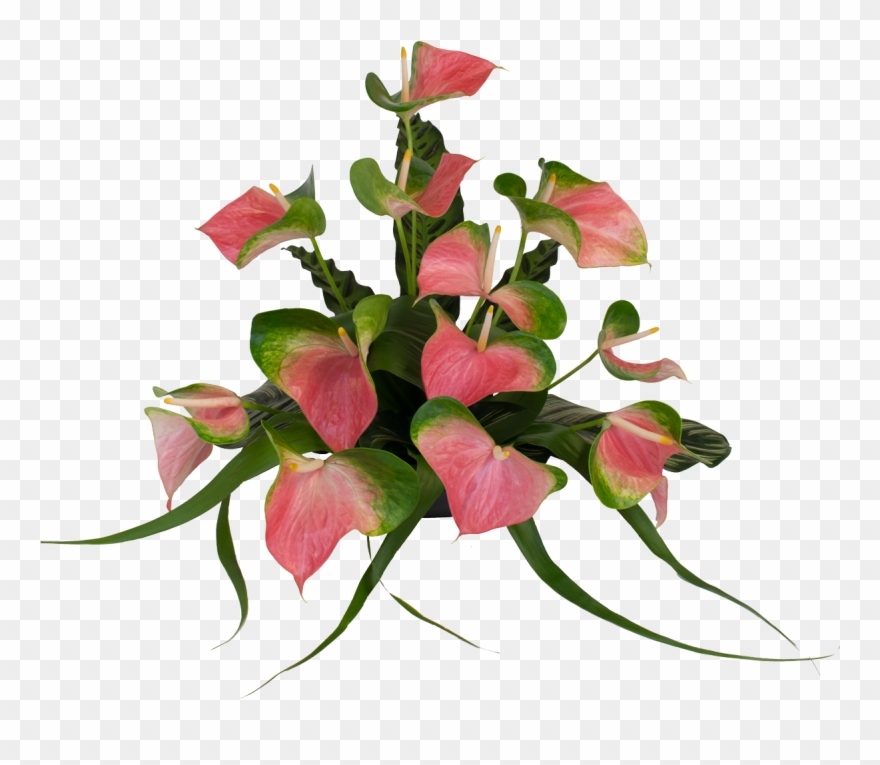 Anthurium Flower Real Pink Png Clipart