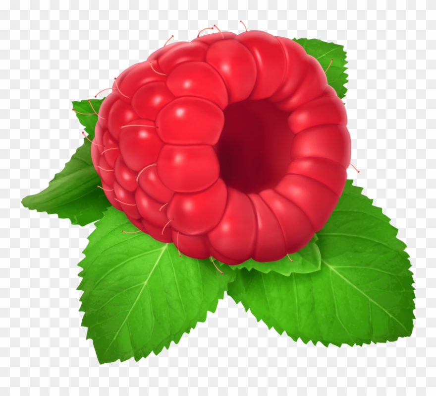 Download Raspberry Clipart Png Photo - Fruit Transparent Png