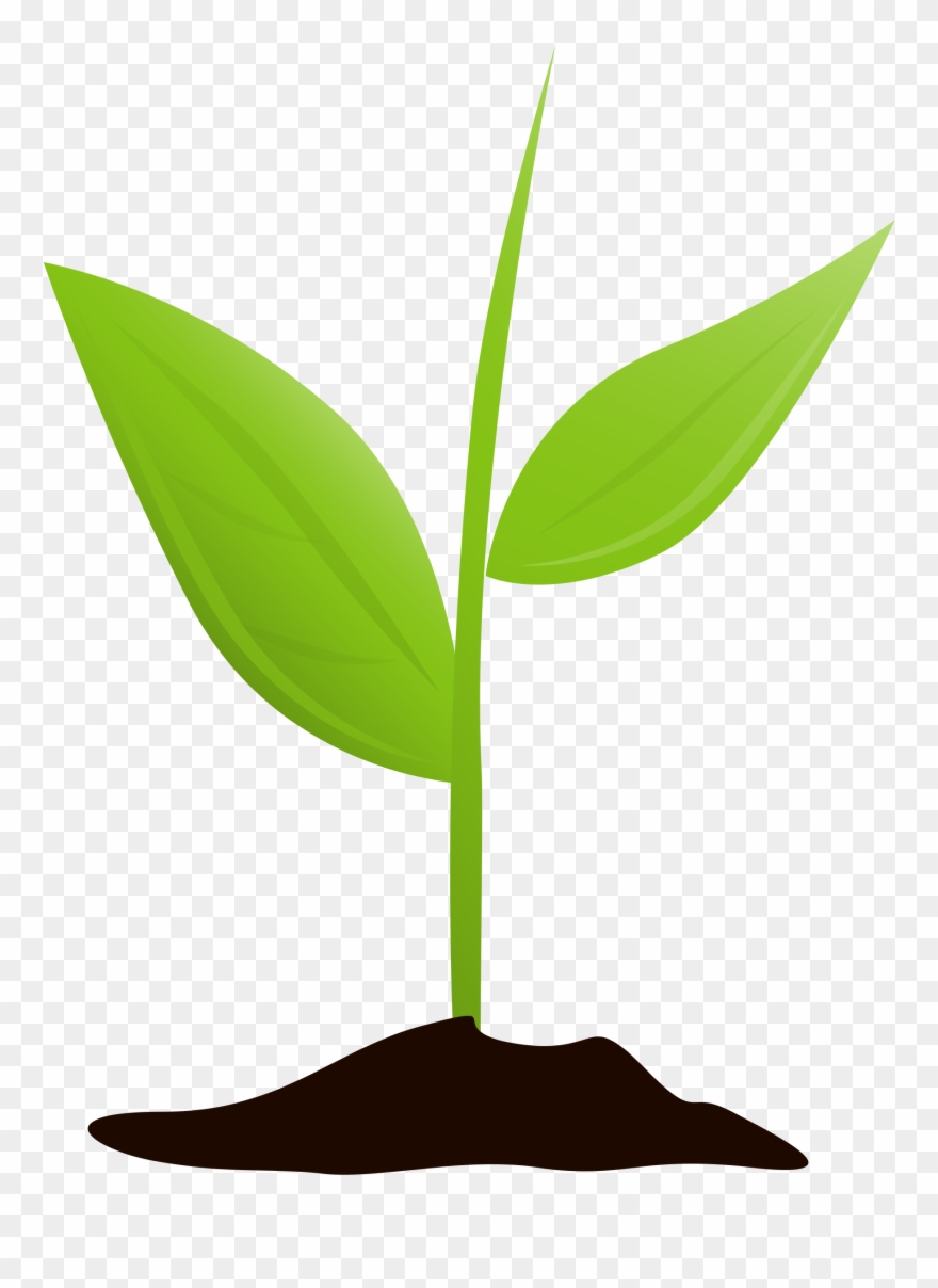 Get Started And Grow - Plant Growing Transparent Clipart