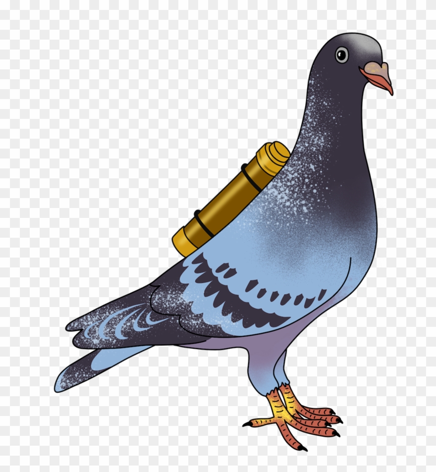 Dangerlam Carrierpigeon - Rock Dove Clipart