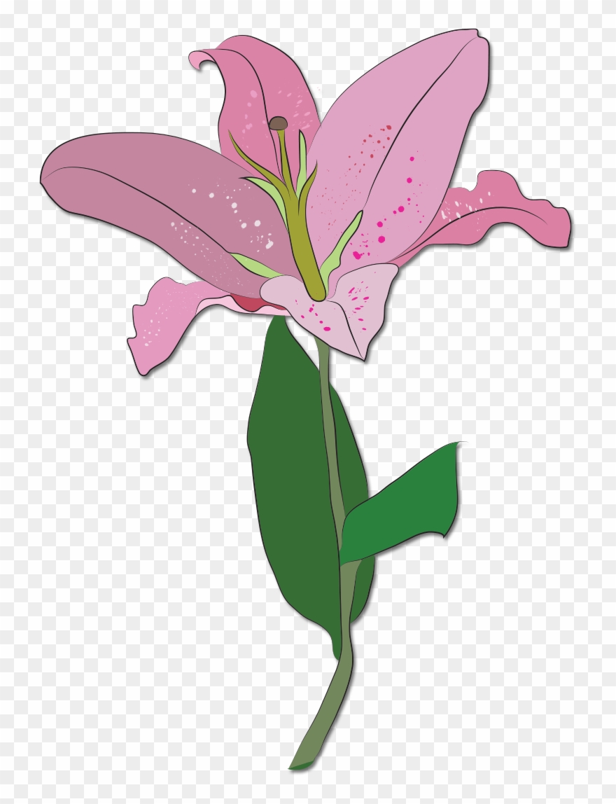 Lily Clipart