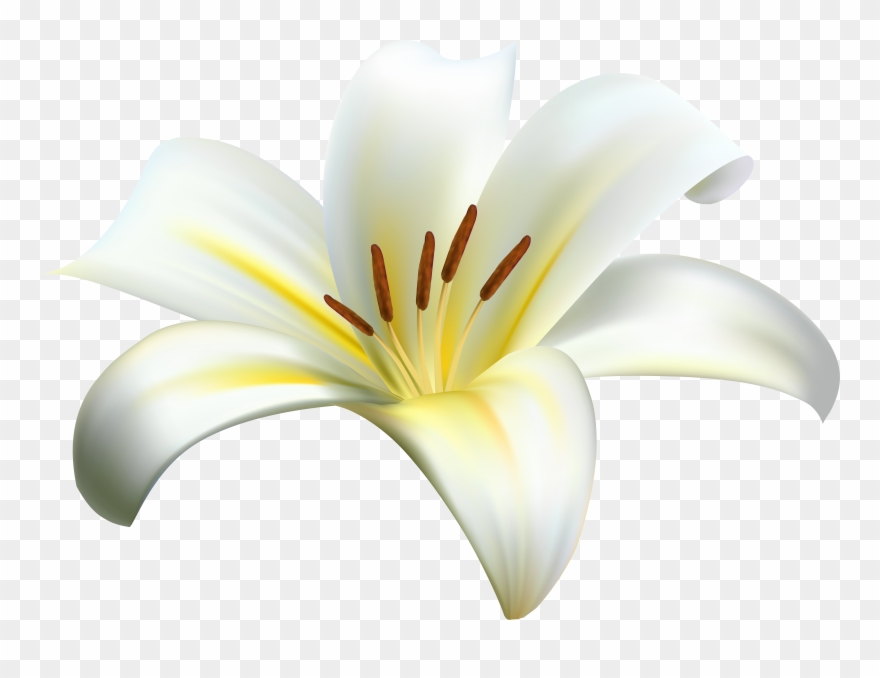 Stargazer Lily Clipart