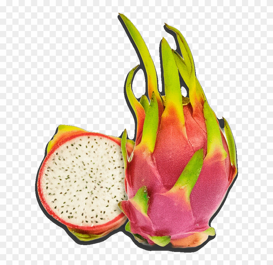 dragon fruit pictures free dragon fruit clipart pitaya png download 2182885 pinclipart dragon fruit pictures free dragon fruit