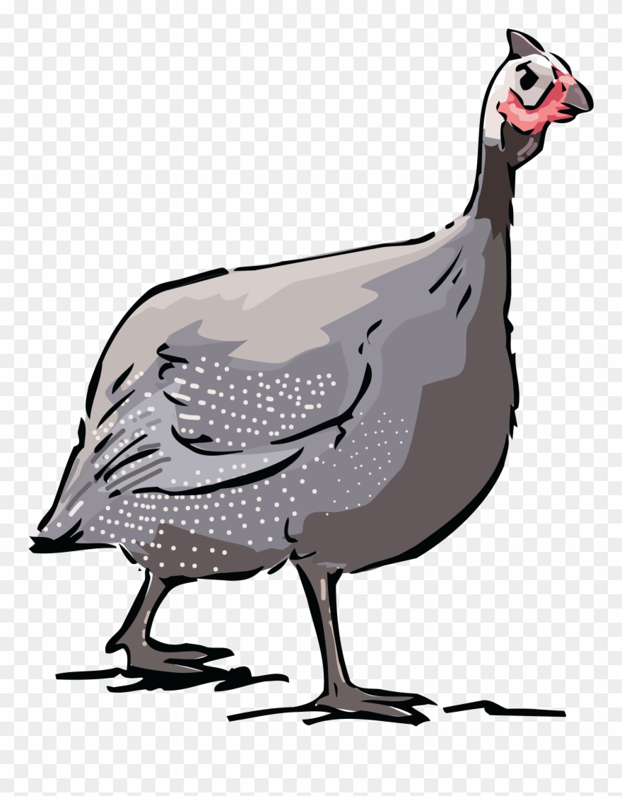 Free Clipart Of A Guinea Fowl Bird - Guinea Fowl Clipart - Png Download