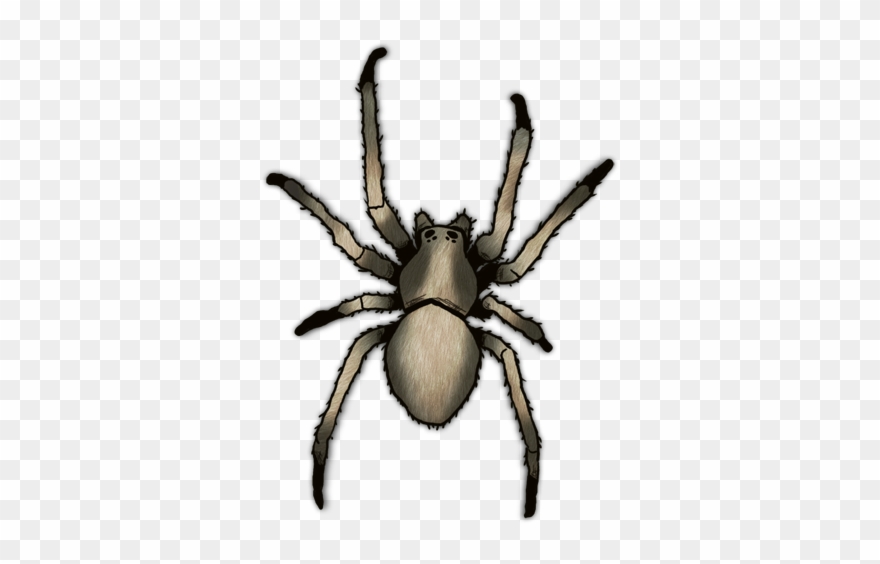 Spider Clipart