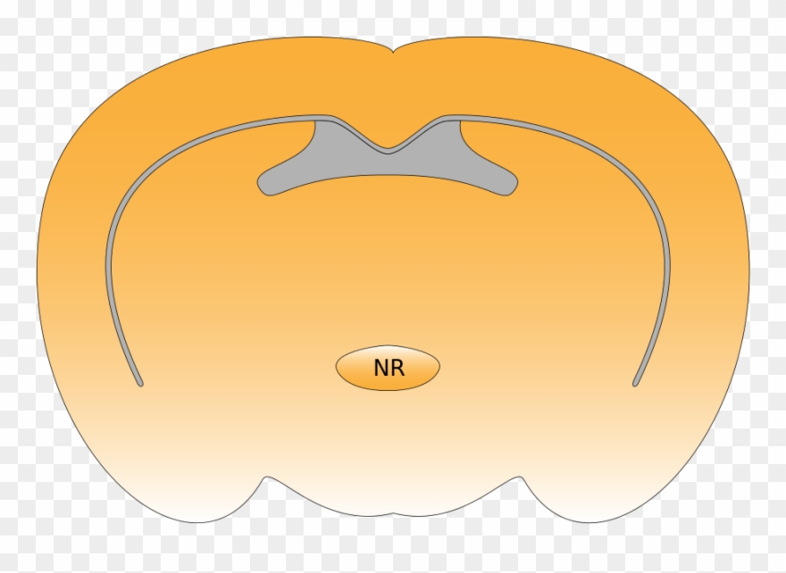 Open - Circle Clipart
