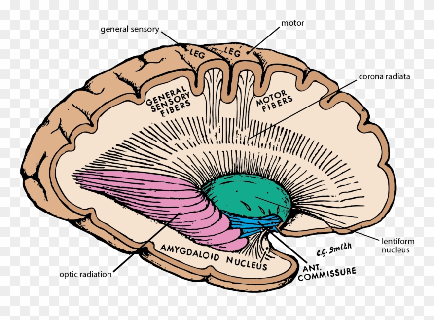 Our Friends At University Of British Columbia Have Clipart