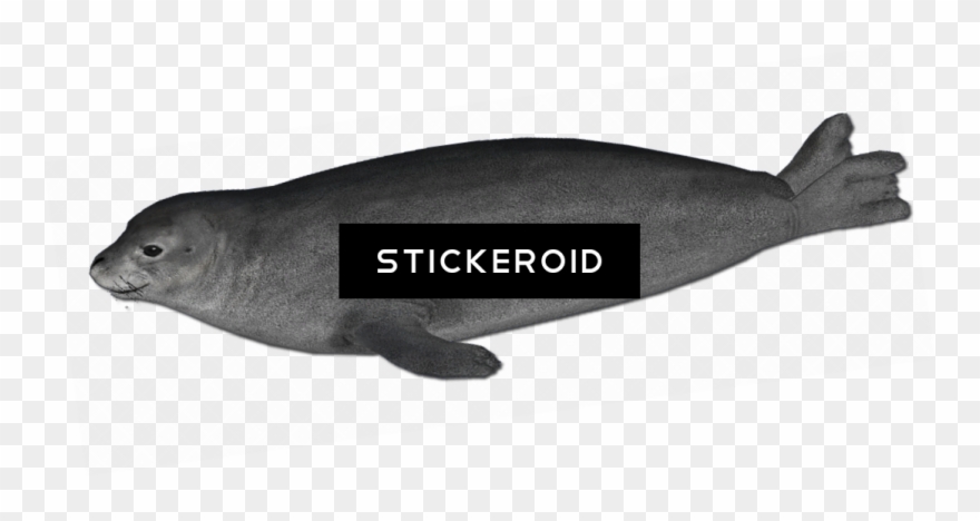 Harbor Seal - Manatee Clipart