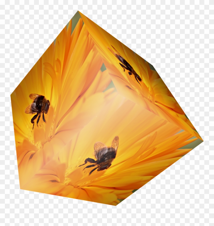 Cube Flower Bee Insect Orange Png Image - Insect Clipart