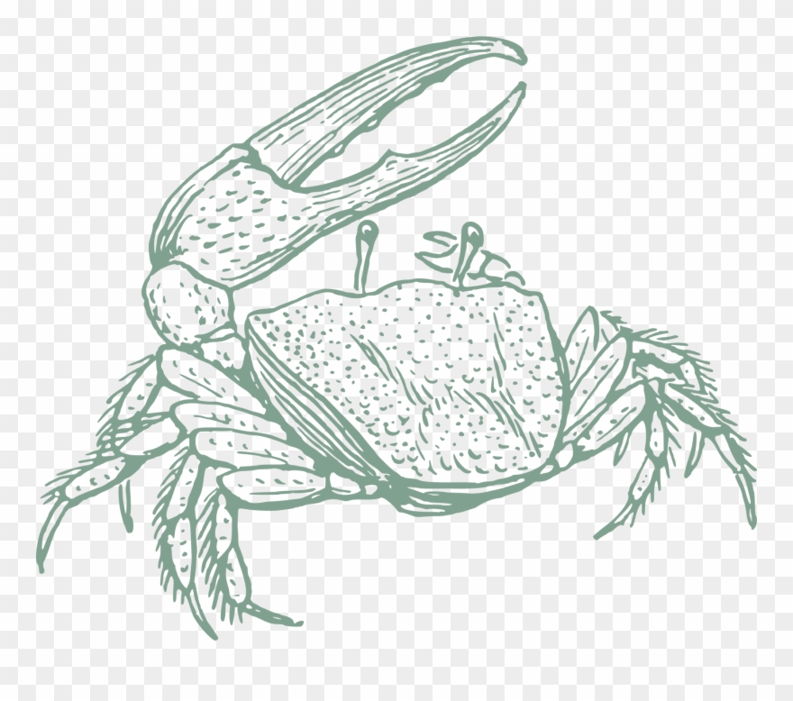 Homepage - Fiddler Crab Drawing Clipart