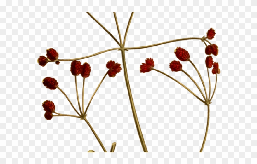 Illistration Clipart Paiting - Transparent Floral Illustration Png