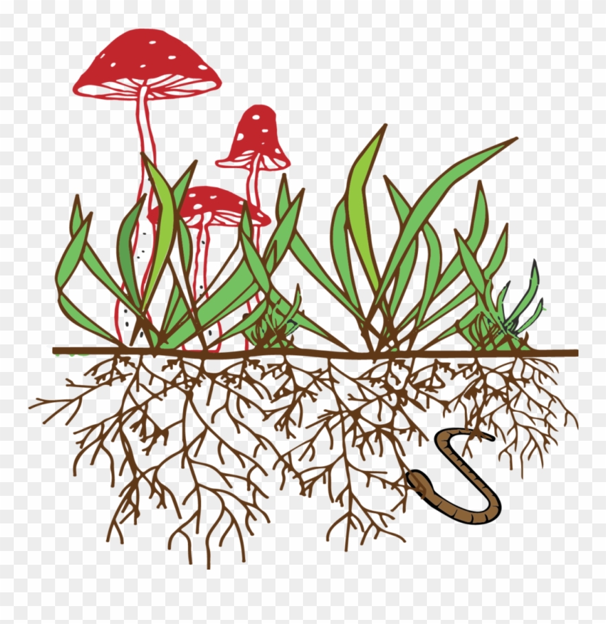 Soil Food Web Clipart