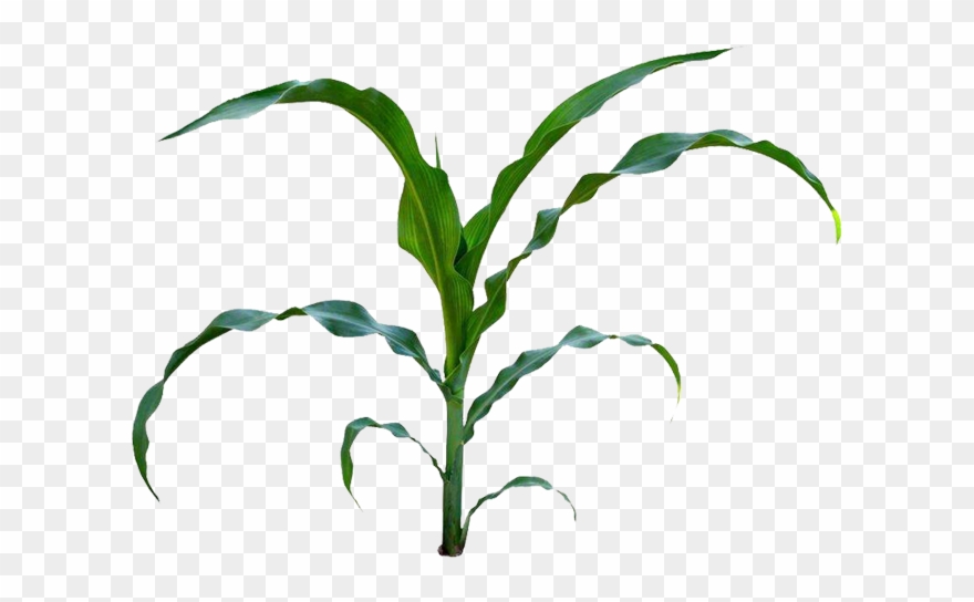 Corn On The Cob Maize Baby Clip - Maize Leaf - Png Download